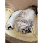 Luna und mimi