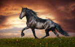 (Horse Lovers)