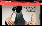 The pigeon pros