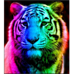 Rainbow Tigerz