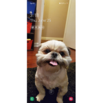 Dog game STUDIOS