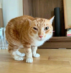 babagabbagoo