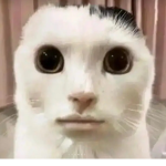Bingnoooooo