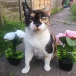 NeverStopLovingCats