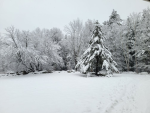 Beautiful snowy trees squad