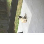 Pro bro pug