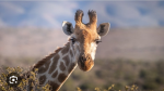 Die Giraffen Gang