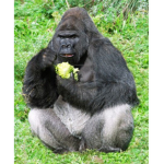 Gorilla Crew