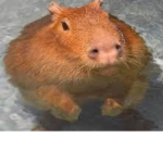 Goofy Capybara’s