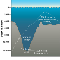🌊Mariana Trench 🦈( : Beta : )🐙