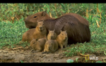 Cool capybara land