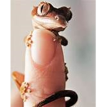 Geckos are pog!