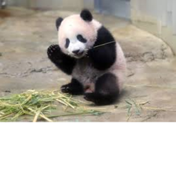 Pandas Meeting Place