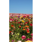 Kylie's Flower Field