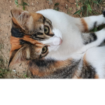 Bunaaa
