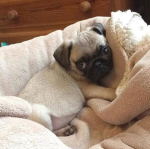 pugloverss