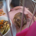 Viva los hamsters