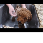 Puppiesaremine