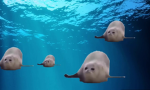Bouncing seals