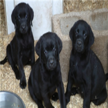 3 black lab pups Roblox decal
