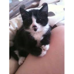 kittens with mustaches