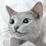 Cat crazed