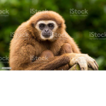 THE Astronauts Of The Gibbon