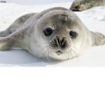 seals never die!!!