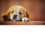 Adorables#