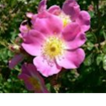 roses hang out