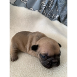 Tinky wink "