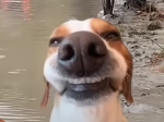 The Doggo Uprising
