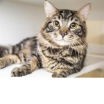 Cyan Cat studios