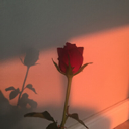 Roses Easy Obby