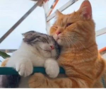 Kitty_Kids