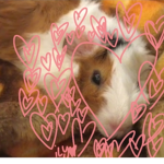 Silly Piggies :>