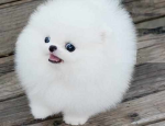 Chubitubbies