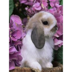 cute loveing bunnies