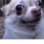 Dogsssssssssssssssssssssssssssss