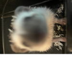 ‘luvr