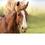 Mr.T The Horse From Camp!
