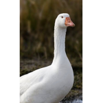 Da goose gang.