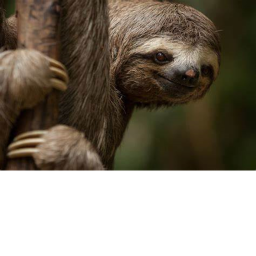 sloths united xx