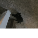 D O G