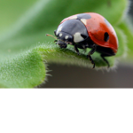 Team bugs