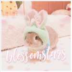blossom stars 🌸🌸