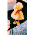 The small ducks