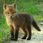 ~Fox Pack Of Legends~