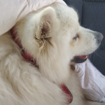 love dog