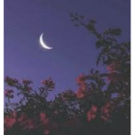 • Moon Stars •